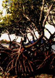 mangrove.jpg